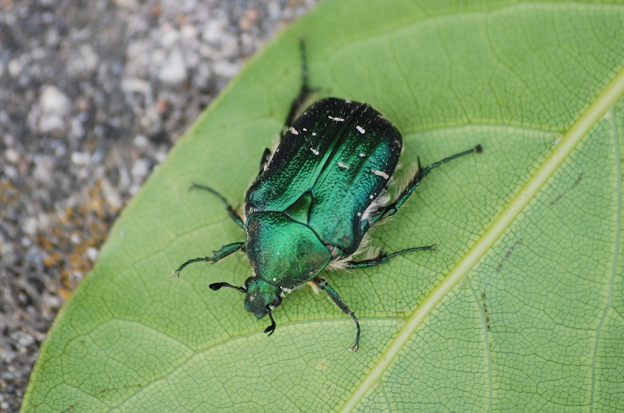 Aurata pisana o carthami ?